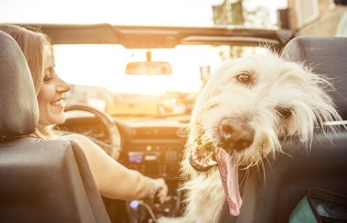 Ways-to-Get-Pet-Hair-Out-of-Your-Car
