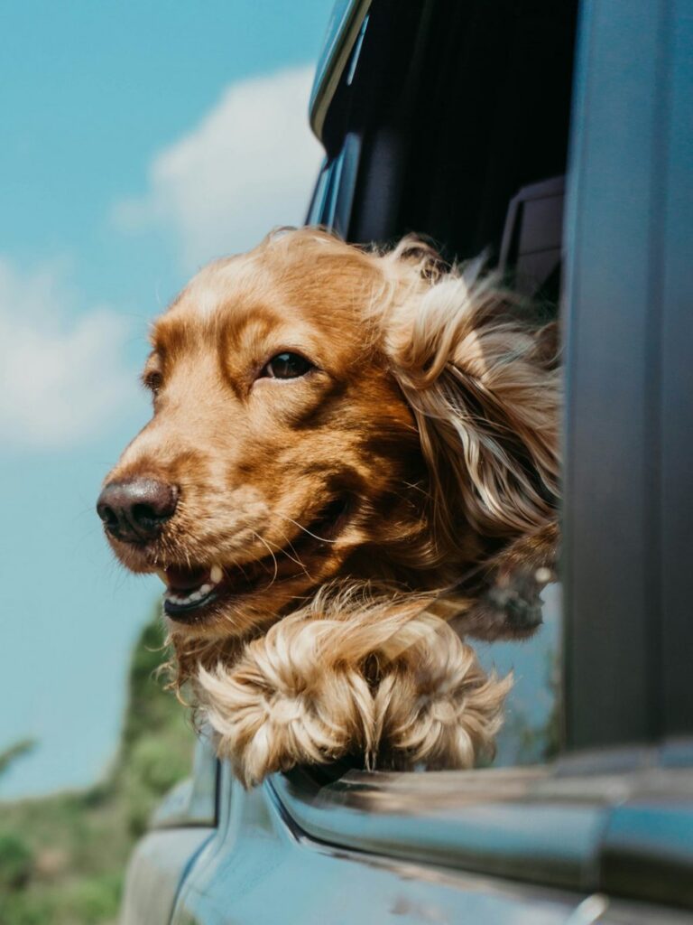 Golden cocker spaniel with long, furry ears blowing in the wind as it leans out of a car window