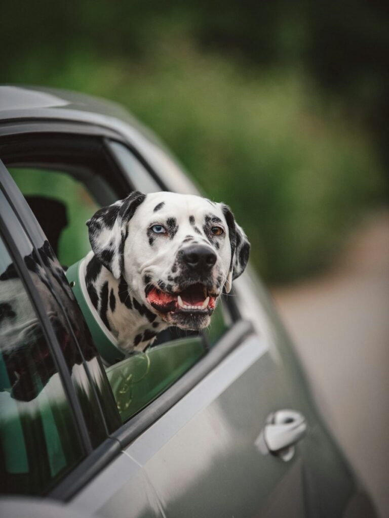 Dalmatian sticking its head out of a gray car window, a breed whose short white hair clings to dark car seats