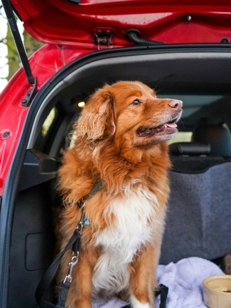 Fluffy red dog sitting on a blanket in the open cargo area of a red car, next to a water bowl