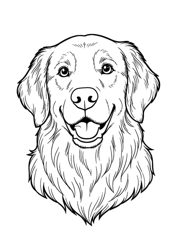 Coloring page of a smiling golden retriever drawn in detailed line art, ready to color in
