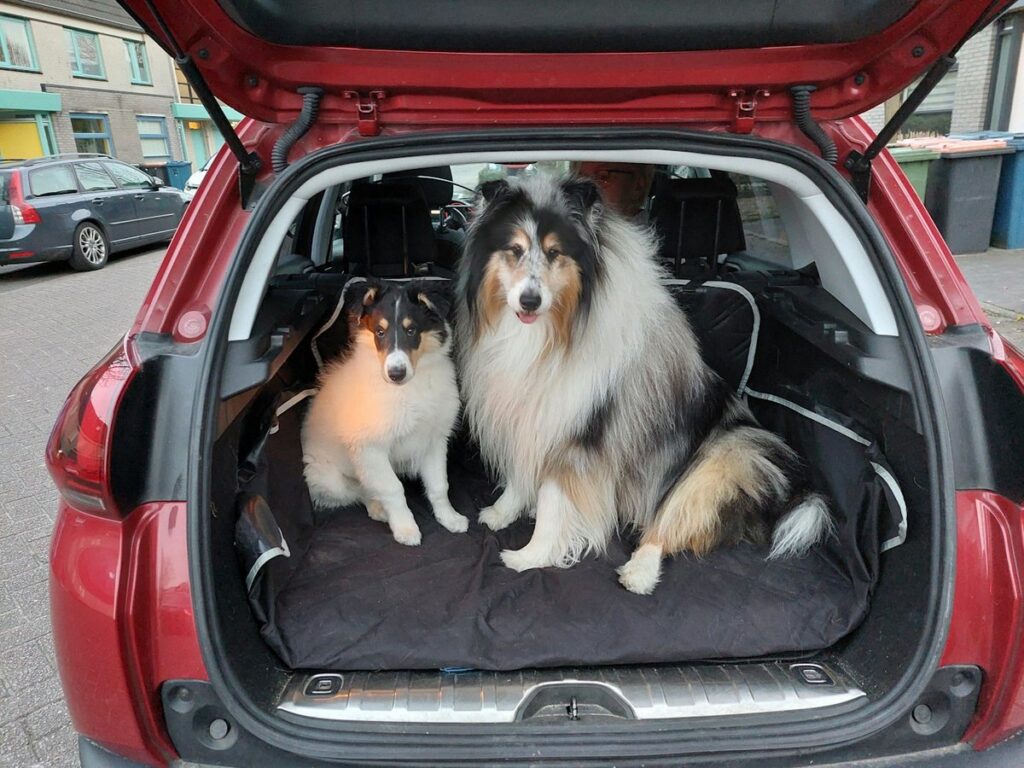 Two fluffy collie-type dogs sitting on a cargo cover in the back of a red SUV with the hatch open