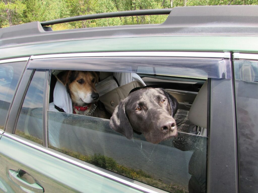 Two dogs sitting in the back seat of a car, one resting its chin on the window ledge